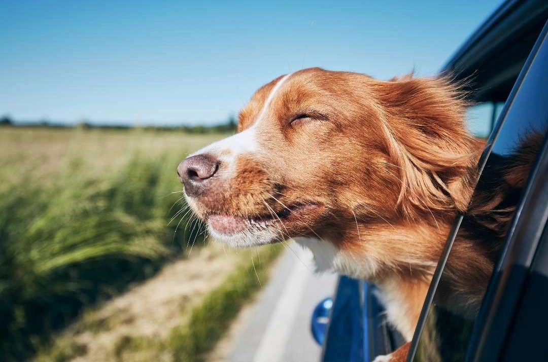 Immagine Trasporto cani in auto. Regole e codice della strada